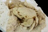 Fossil Crab (Potamon) Preserved in Travertine #98905-1